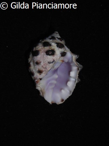 no photo for this shell
